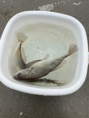 イシモチの釣果