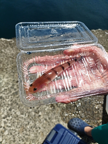 リュウグウハゼの釣果