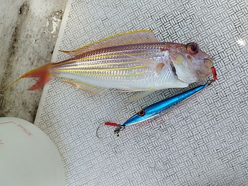 イトヨリダイの釣果