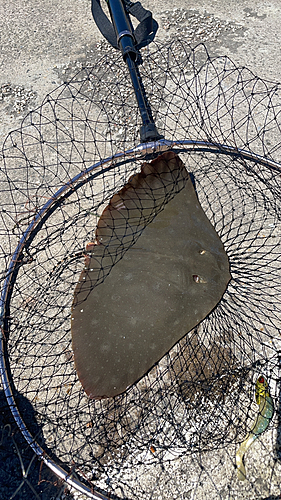 ツバクロエイの釣果