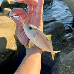 カンパチの釣果