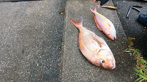 タイの釣果