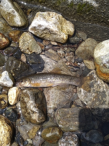 タカハヤの釣果