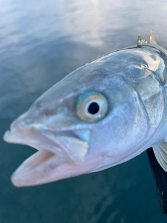 ツバスの釣果