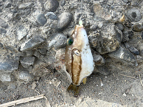 キタマクラの釣果