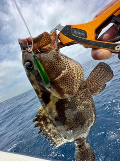 マダラハタの釣果