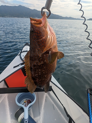 アコウの釣果