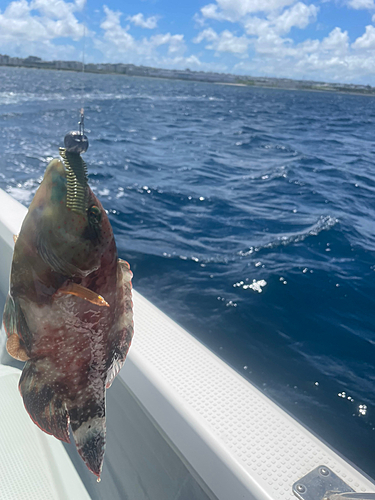 ベラの釣果