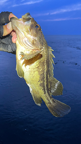 シマソイの釣果