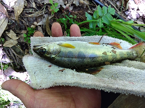 アマゴの釣果