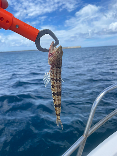 エソの釣果