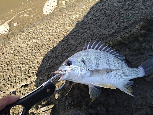 キビレの釣果