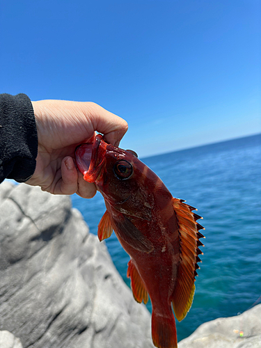 アカハタの釣果