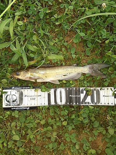 アメリカナマズの釣果