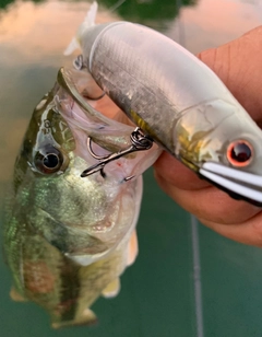 ラージマウスバスの釣果