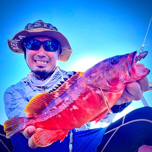 アカハタの釣果