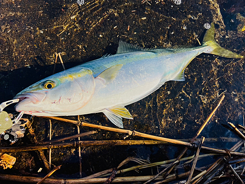 ハマチの釣果