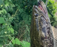 ライギョの釣果