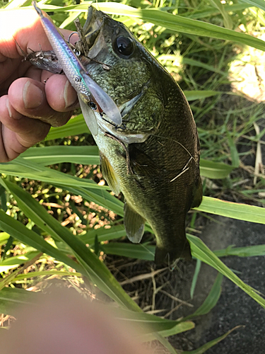 ラージマウスバスの釣果