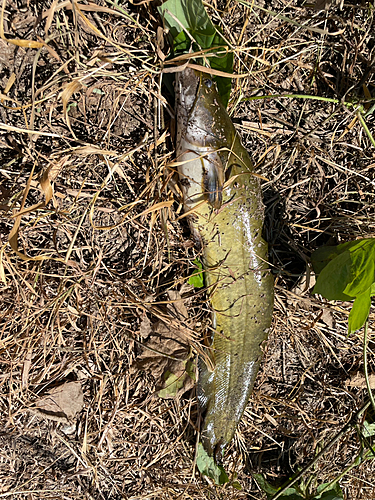 ナマズの釣果