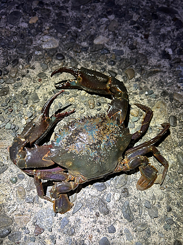 ノコギリガザミの釣果