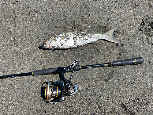 ボラの釣果