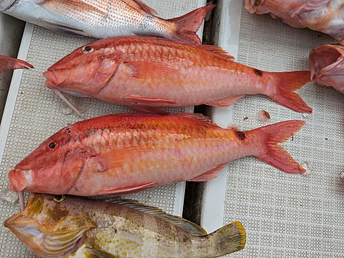 オキナヒメジの釣果