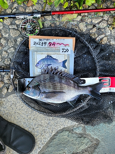 チヌの釣果