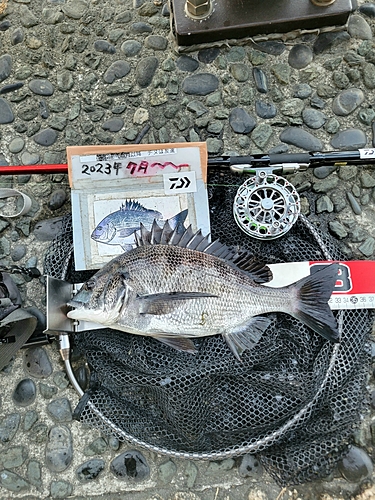 チヌの釣果