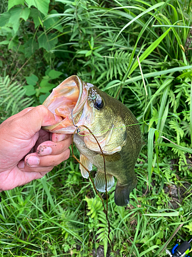 ブラックバスの釣果