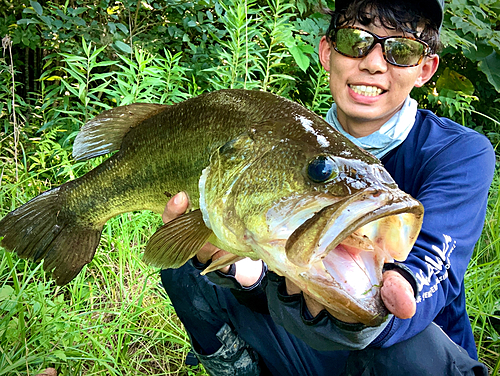 ブラックバスの釣果