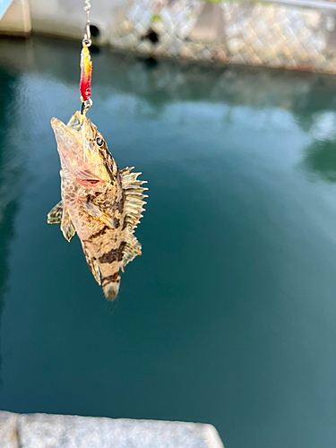 タケノコメバルの釣果