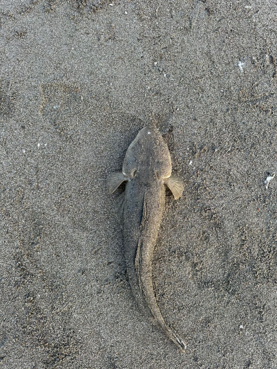 マゴチ