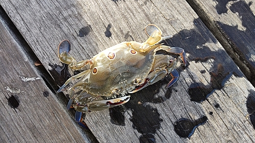 カニの釣果