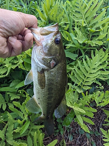 ブラックバスの釣果