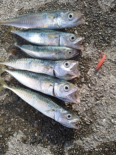 サバの釣果