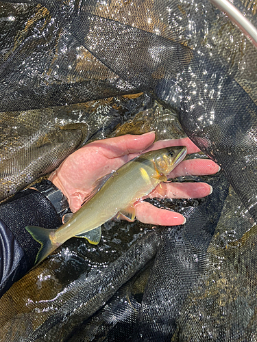 アユの釣果