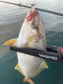 ショゴの釣果