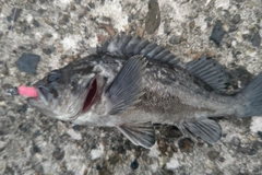 クロソイの釣果