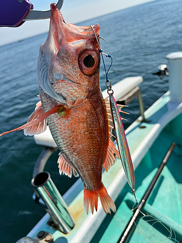 アカムツの釣果