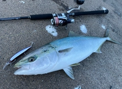 ワラサの釣果