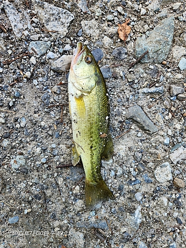 ブラックバスの釣果