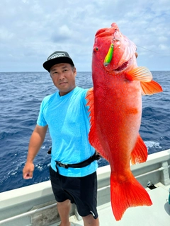 スジアラの釣果