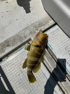 アオハタの釣果