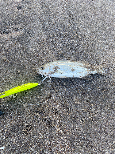 セイゴ（タイリクスズキ）の釣果