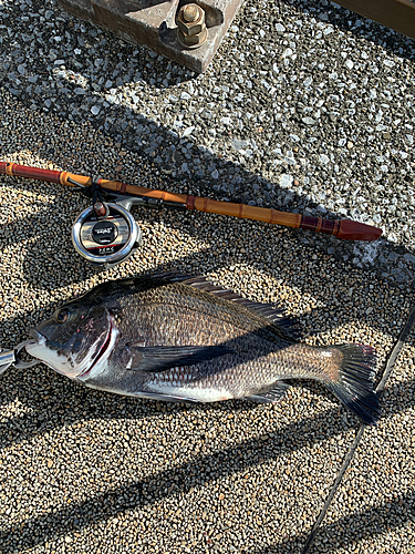 クロダイの釣果