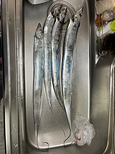 タチウオの釣果