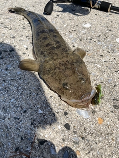 マゴチの釣果