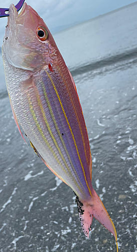 イトヨリダイの釣果