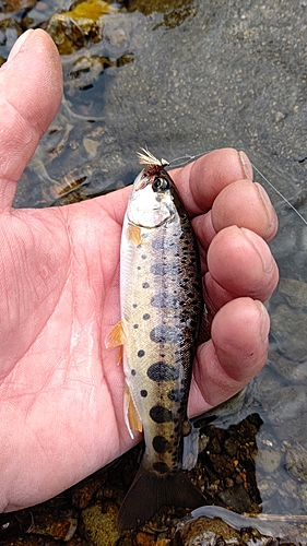 ヤマメの釣果